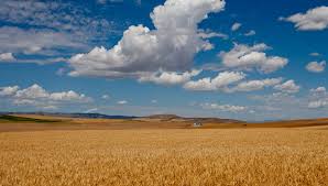 Earl Creech Extension Agronomist, USU