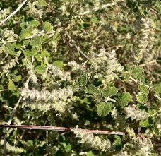 Image result for Aloysia