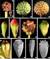 Image result for Rutidea fuscescens