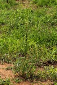 Image result for Dysphania schraderiana