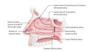 Image result for Epistaxis
