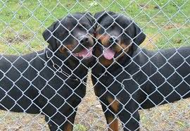 Rottweiler puppies for sale in texas. Doyle S Rottweilers Home Facebook
