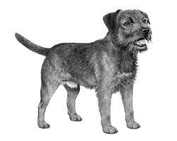 Quick summary below are a few quick comparisons between the two breeds. Border Terrier Wisdom Panel German