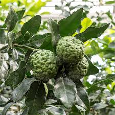 Grow your fruit trees, berry plants, nut tree, and berry plants at home for savings at the grocery buy hardy palm trees and bamboo plants at low prices for fast tropical savings. Kaffir Lime Oscar Tintori Nurseries Worldwide Citrus Plants