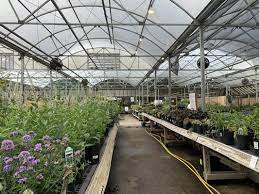 Beyond its ecological value, river cane is botanically fascinating! American Plant Bethesda 7405 River Rd Bethesda Md Florists Mapquest