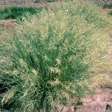 Image result for Schmidtia kalahariensis