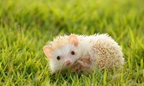 8 Incredible Facts About Hedgehogs Baby Animals Cute Baby Animals Hedgehog Pet