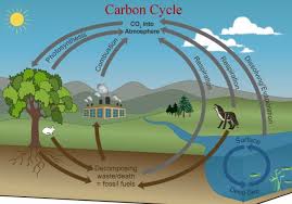 The Carbon Cycle Carbon Cycle Science Diagrams Biology Lesson Plans