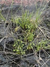 Image result for Cyperus mollipes