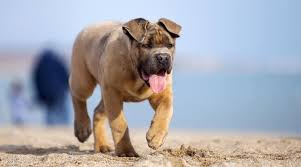 ˈkaːne ˈkɔrso) is an italian breed of mastiff. Cane Corso Dog Breed Information Facts Traits Pictures More