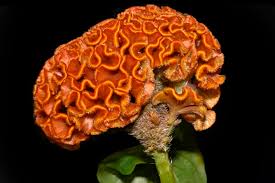 Image result for Celosia anthelminthica