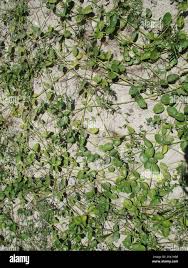 Image result for Orthanthera