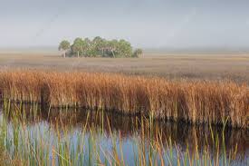 Image result for Cladium mariscus