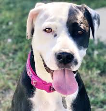 Find animal shelters and rescues near you! Foster Fail Why I Adopted The Most Difficult Foster Dog I Ve Ever Had By Leah Sankey Be Unique Medium