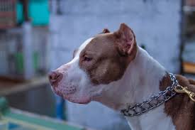 I am able to make quick assessments from the questionnaire results and the irs transcripts. How Much Do Pitbulls Cost Price Of Pitbulls Petslok