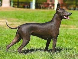 unikalnye porody sobak porody sobak sobaki bedlington terer