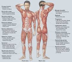 This labeled human muscular system chart illustrates the major muscle groups in the back (posterior) view and the front (anterior) view. Muscular System Ms House S Classroom Website
