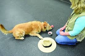 Practice a minimum of 10 times per day, say the dog's name (from 2 to 6 feet away) and as soon as the dog looks at you, mark this behaviour with a marker word such as yes or a clicker and reward with food or play while giving lots of praise. How To Teach Your Dog Object Names Whole Dog Journal