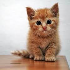 Air liur mempunyai banyak fungsi penting. Mengapakah Meleleh Air Liur Kucing Dan Apa Yang Perlu Dilakukan Jika Pemilik Perasan