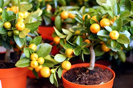 It is easy, and often advantageous, to grow dwarf fruit trees in containers. Fruit Trees In Pots Varieties Of Fruits That You Can Grow In Containers Interior Design Ideas Ofdesign