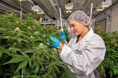 Resultado de imagen para balanza para marihuana