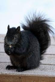 Meet The Black Squirrel The Ark In Space Animals Animals Beautiful Pets