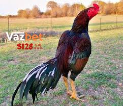 Agen Sabung Ayam Online Ayam Ayam Jantan Bangkok
