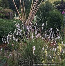 Image result for Dierama formosum × plowesii
