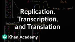 dna replication and rna transcription and translation video