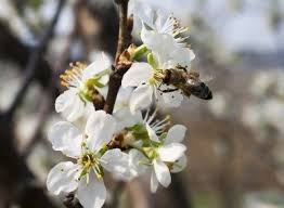 Cherry Tree Pollination Learn About The Pollination Of