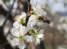 cherry tree pollination learn about the pollination of