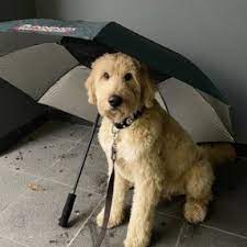 Goldendoodle puppies for adoption in ct. Goldendoodle Puppies In Connecticut Top 4 Breeders 2021 We Love Doodles