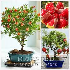 20 Pcs Bag Bonsai Pomegranate Seeds Home Plant Delicious Fruit Seeds Sweet You Can Find Out More Details At The Link O Fruit Seeds Fruit Plants Flower Pots