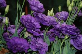 Purple Lisianthus Flower Landscape Beautiful Flowers Flower Garden
