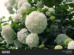 In addition to all of the literal names such as pink gerbera a fabulous collection of white and cream flowers make this the perfect gift. White Flowers Viburnum Image Photo Free Trial Bigstock