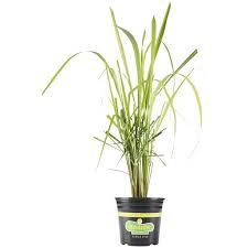 Average rating:2out of5stars, based on7reviews7ratings. Bonnie Plants Lemongrass 2 32 Qt Walmart Com Walmart Com
