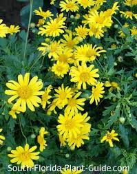 Yellow flowering shrub flowering bushes planting shrubs landscaping plants planting flowers florida flowers florida plants tree with yellow flowers fast growing florida plants florida gardening flower close up plant guide south florida zen backyard the incredibles dreams. Flowering Perennials For South Florida