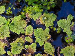 Image result for Azolla pinnata