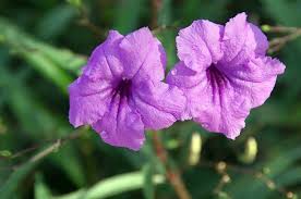 Check spelling or type a new query. Mexican Petunia Buying Growing Guide Trees Com