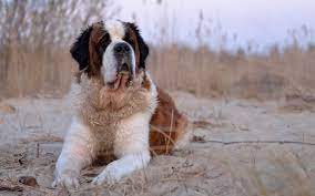 poroda sobaki iz filma bethoven foto nazvanie cena daj lapu