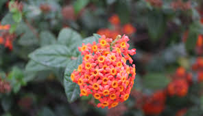 Image result for Dombeya buettneri