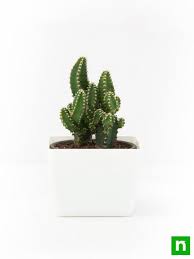 Image result for Coleus tetragonus