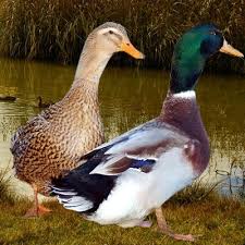 Catégorie canards de barbarie prêt pour la reproduction printemps 2021 à oka aucune consanguinité garantie les parents viennent de régions différentes du québec. Les Races De Canards Poulailler Bio