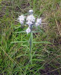 Image result for Haumaniastrum