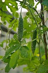 Reconnaitre facilement les plantes.pdf 44.81mb. Portail Plantes Du Cameroun Plantes Medicinales Wikipedia