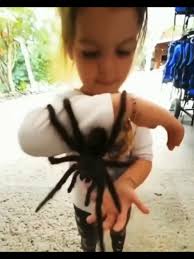 2016 Giant Spider Caught