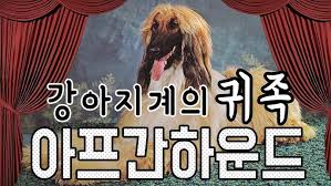 호기심이 많아 타 견종에게 관심이 많지만, 다른 개체에 대한 경계심과 공격성이 강하기 때문에 다른 개나 고양이와는 잘 어울리지 못하여 사회성이 떨어지는 견종으로 분류된다. ìŠˆí¼ ì—'ìŠ¤ë¼ì§€ ì²´ê¸‰ ì„¸ê³„ì—ì„œ ê°€ìž¥ í° çŠ¬ ì¢… Tv ë™ë¬¼ë†ìž¥ 20180708 Youtube