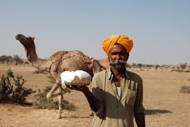 At this rate, how much water can the camel drink in 9 minutes? Camel Cultures Of India Sahapedia