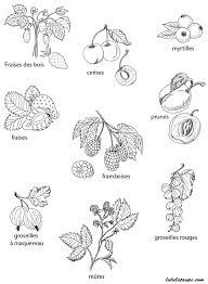 les arbres de la foret fleurs fruits ecorce et feuilles erable marronnier tremble chene merisier jeux gratuits pour enfants coloriage dinosaure super