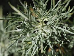 Image result for Artemisia sp.no.1